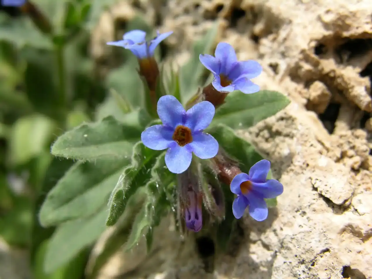 Antalya’nın Endemik Bitkilerini Koparmanın Bedeli Ağır 6